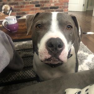 Meet your Posher, Ally